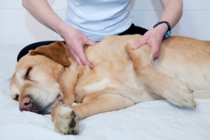 corso di massaggi per cani