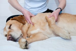 corso di massaggi per cani